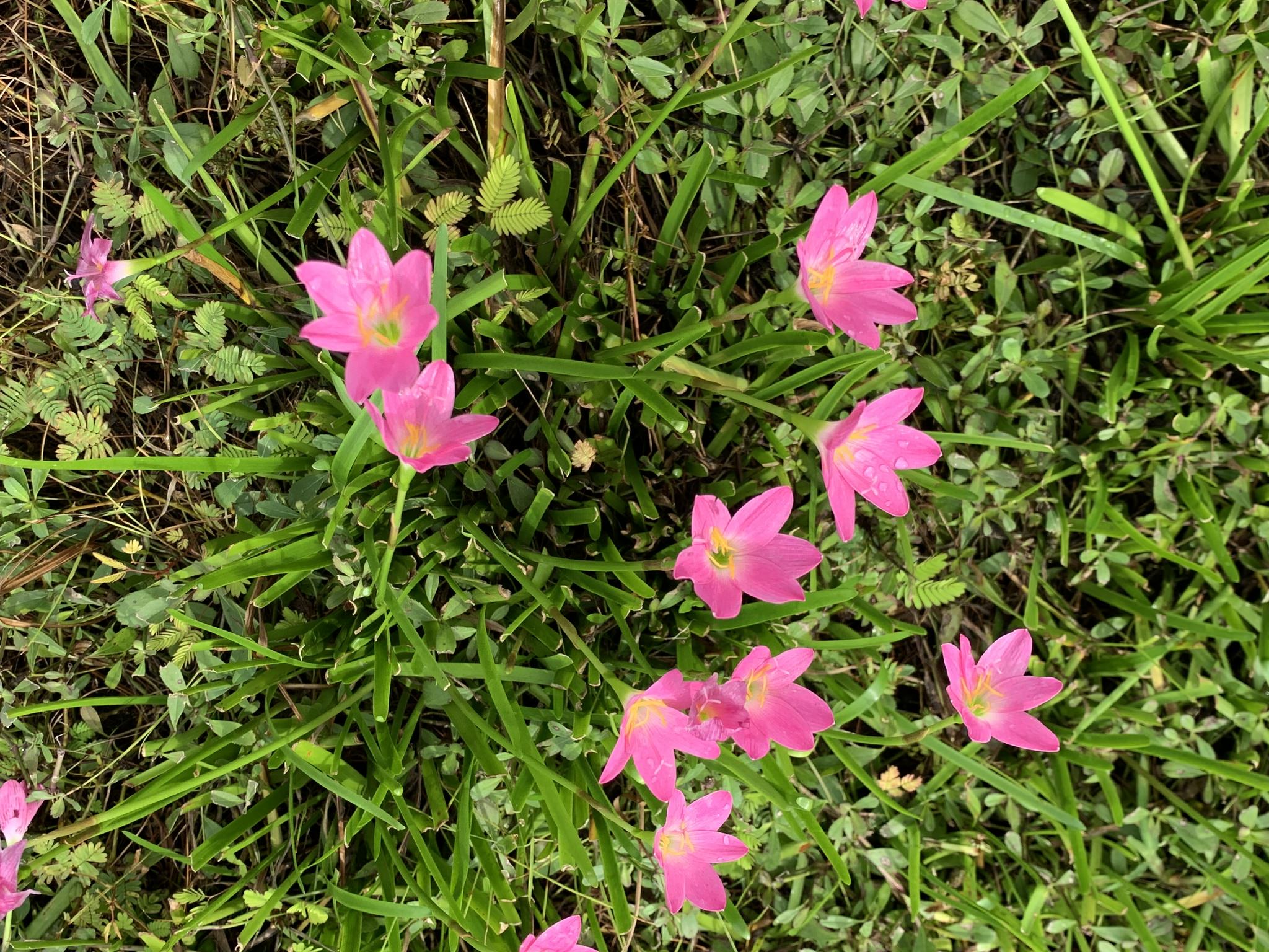 Zephyranthes rosea